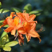 Azalia (Rhododendron)
