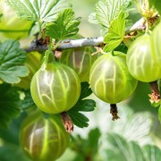 Agrest (Ribes)