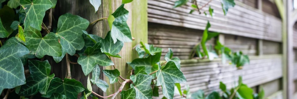Bluszcz pospolity (Hedera helix)