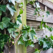 Bluszcz pospolity (Hedera helix)