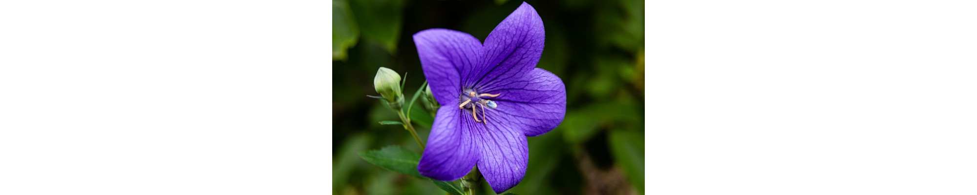 Dzwonek (campanula)