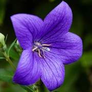 Dzwonek (Campanula)