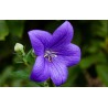 Dzwonek (campanula)