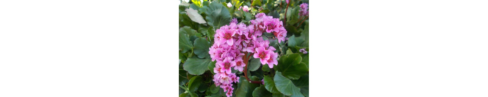 Bergenia (Bergenia)