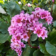 Bergenia (Bergenia)