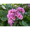 Bergenia (Bergenia)