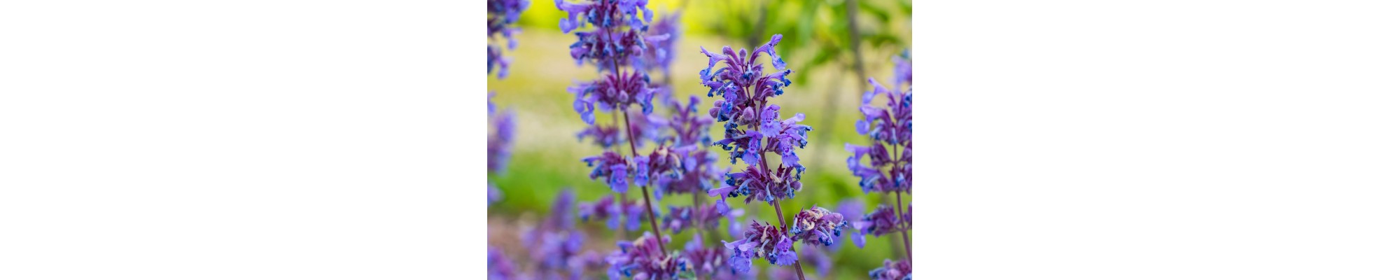 Kłosowiec (Agastache)