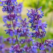 Kłosowiec (Agastache)