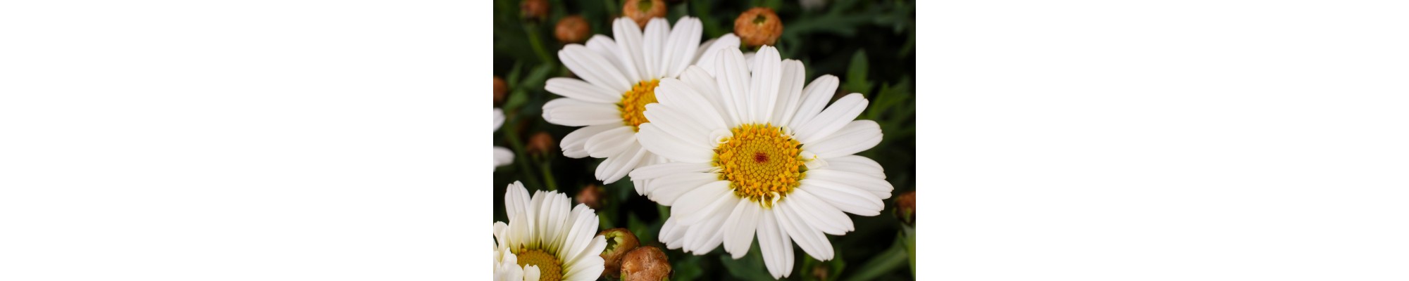 Aster (Aster)