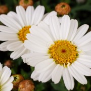 Aster (Aster)