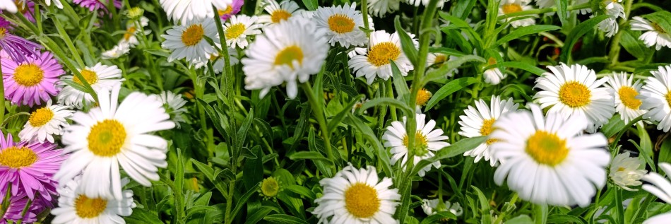 Aster alpejski (Aster alpinus)