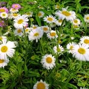 Aster alpejski (Aster alpinus)