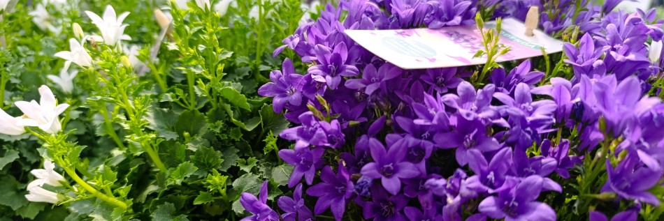 Dzwonek karpacki (Campanula carpatica)