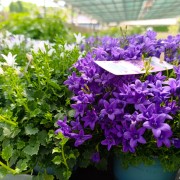 Dzwonek karpacki (Campanula carpatica)
