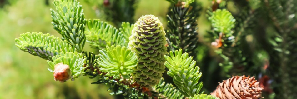 Jodła koreańska (Abies koreana)