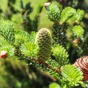 Jodła koreańska (Abies koreana)