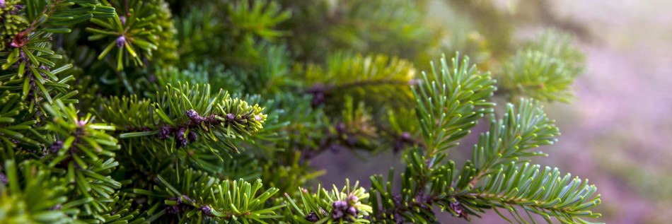 Jodła górska (Abies lasiocarpa)
