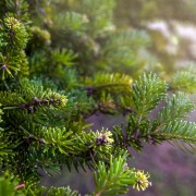 Jodła górska (Abies lasiocarpa)