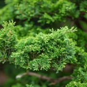 Cyprysik tępołuskowy (Chamaecyparis obtusa)