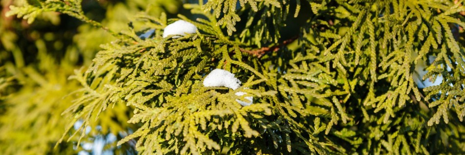 Cyprysik groszkowy (Chamaecyparis pisifera)