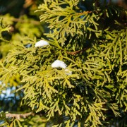 Cyprysik groszkowy (Chamaecyparis pisifera)