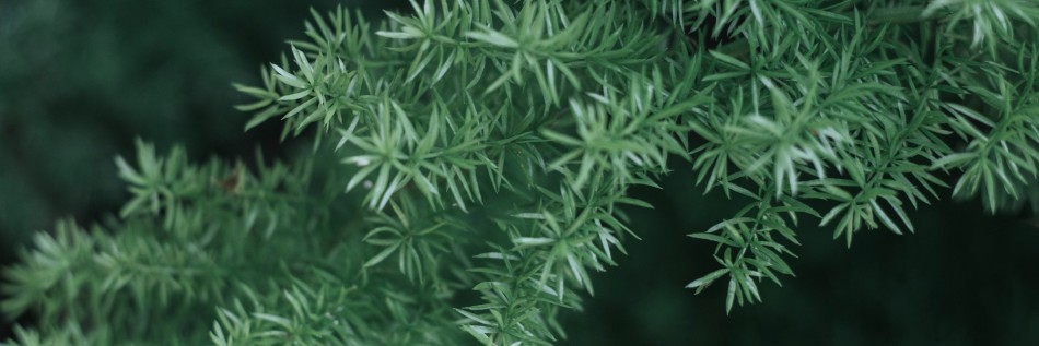 Jałowiec chiński (Juniperus chinensis)
