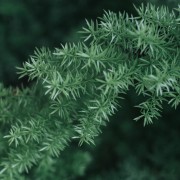 Jałowiec chiński (Juniperus chinensis)