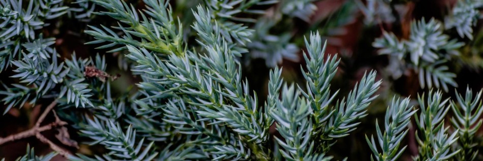 Jałowiec pospolity (Juniperus communis)