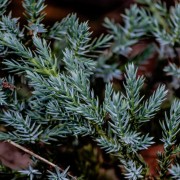 Jałowiec pospolity (Juniperus communis)