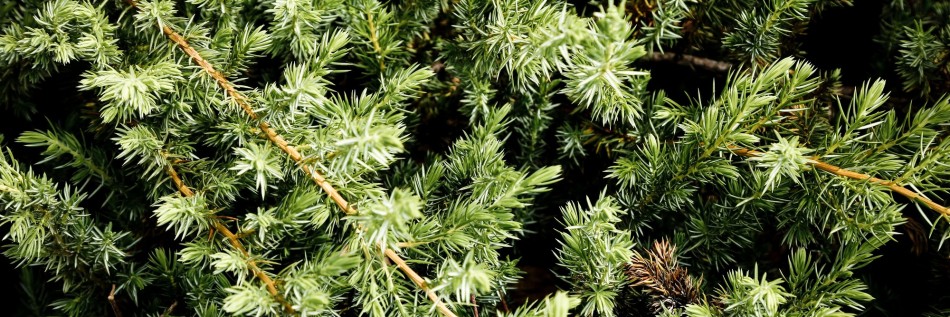 Jałowiec nadbrzeżny (Juniperus conferta)