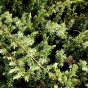 Jałowiec nadbrzeżny (Juniperus conferta)
