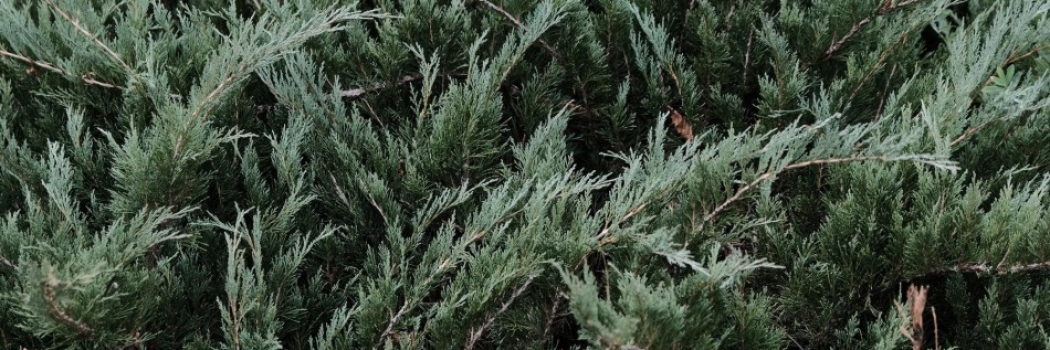Jałowiec płożący (Juniperus horizontalis)