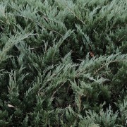 Jałowiec płożący (Juniperus horizontalis)