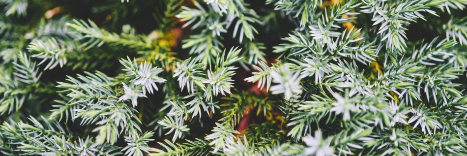 Jałowiec łuskowaty (Juniperus squamata)