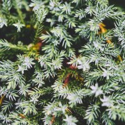 Jałowiec łuskowaty (Juniperus squamata)