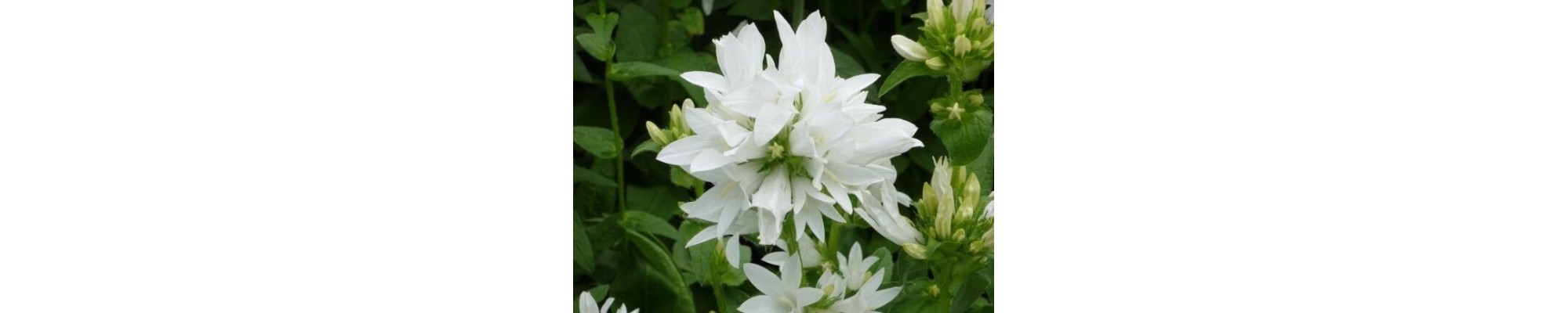 Dzwonek skupiony (Campanula glomerata)