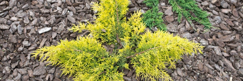 Jałowiec Pfitzera (Juniperus ×pfitzeriana)