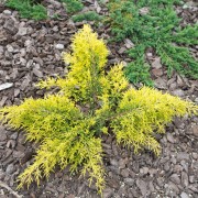 Jałowiec Pfitzera (Juniperus ×pfitzeriana)