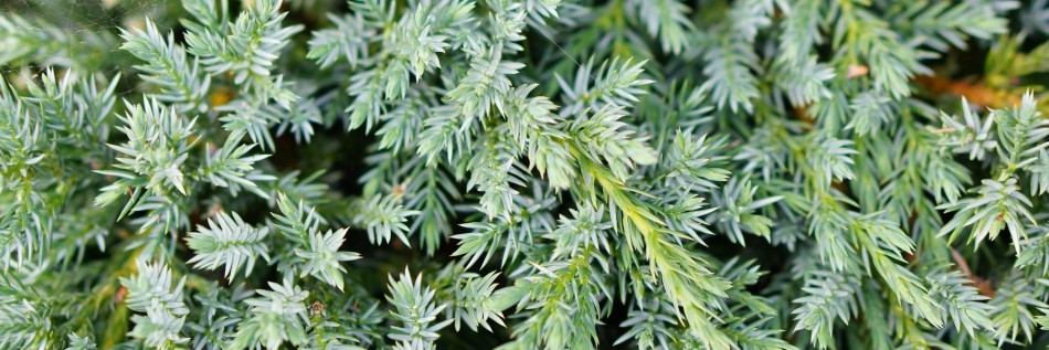 Jałowiec Pinga (Juniperus pingii)