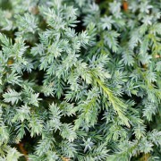 Jałowiec Pinga (Juniperus pingii)