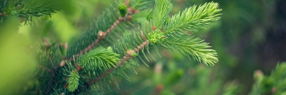 Świerk pospolity (Picea abies)