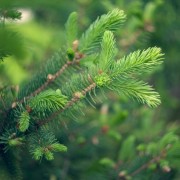Świerk pospolity (Picea abies)