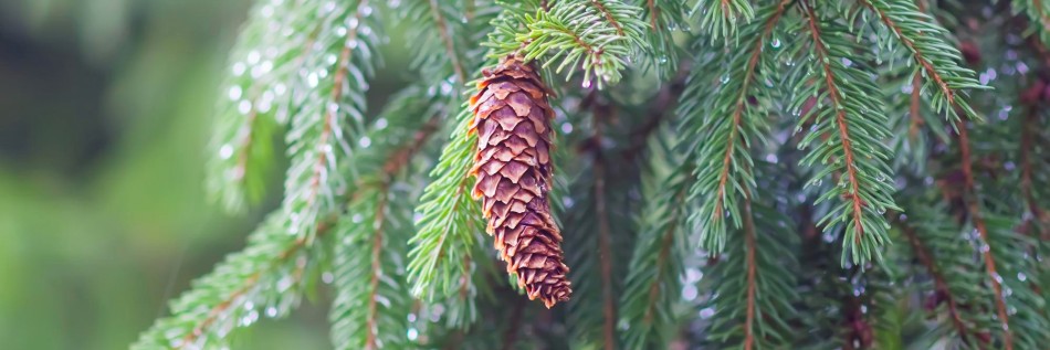 Świerk serbski (Picea omorika)