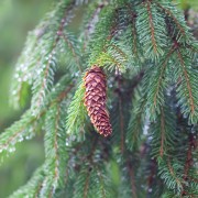 Świerk serbski (Picea omorika)