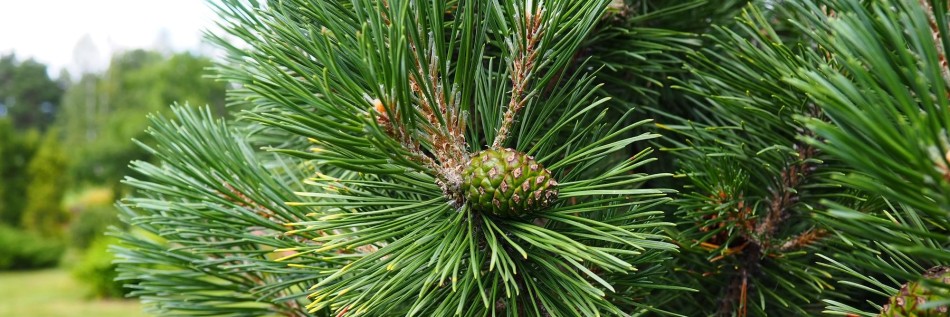 Sosna gęstokwiatowa (Pinus densiflora)