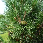 Sosna gęstokwiatowa (Pinus densiflora)
