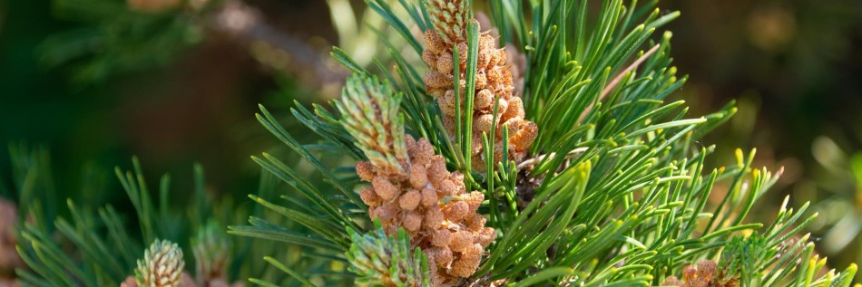 Sosna kosodrzewina (Pinus mugo)