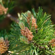 Sosna kosodrzewina (Pinus mugo)