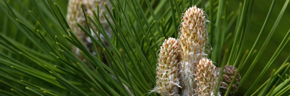 Sosna czarna (Pinus nigra)