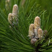 Sosna czarna (Pinus nigra)